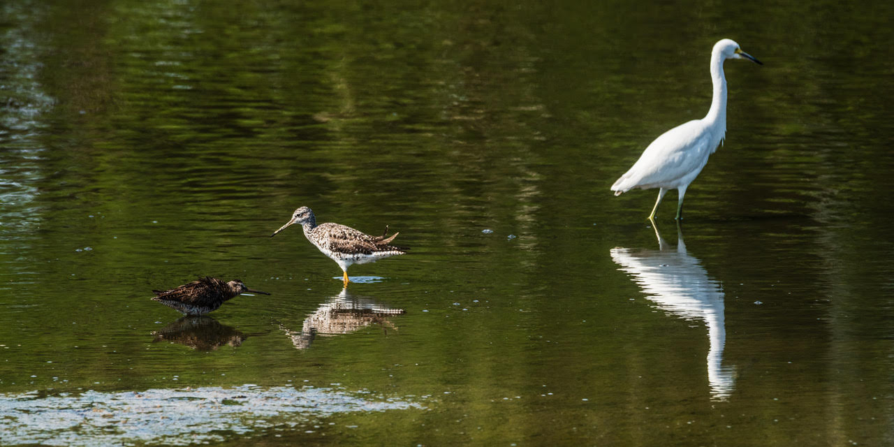 Paradise in Your Neighborhood: How Cape Cod’s Birds and Nature are Like Nowhere Else on Earth