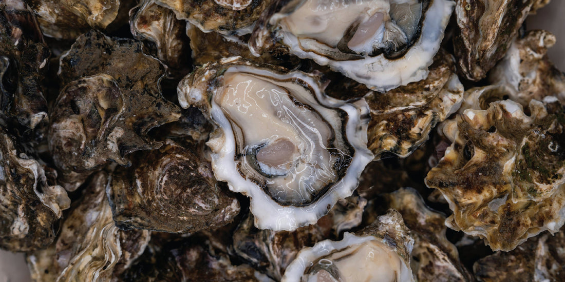 A Year in the Life of Wellfleet Oysters: The State of Things