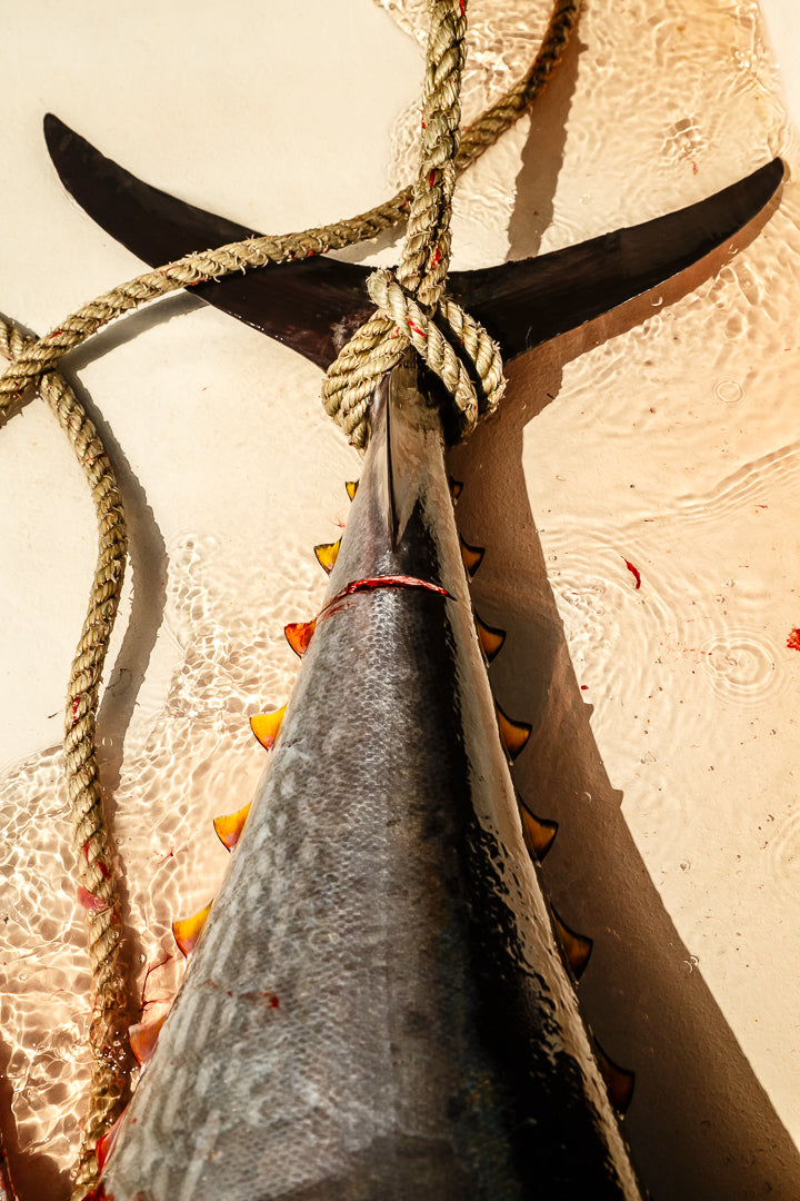 Bluefin
