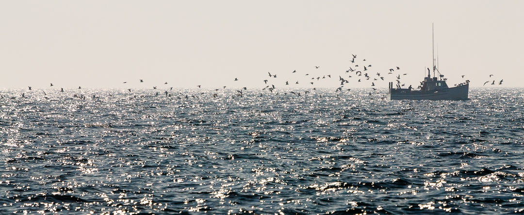 Jack Tar (panoramic)